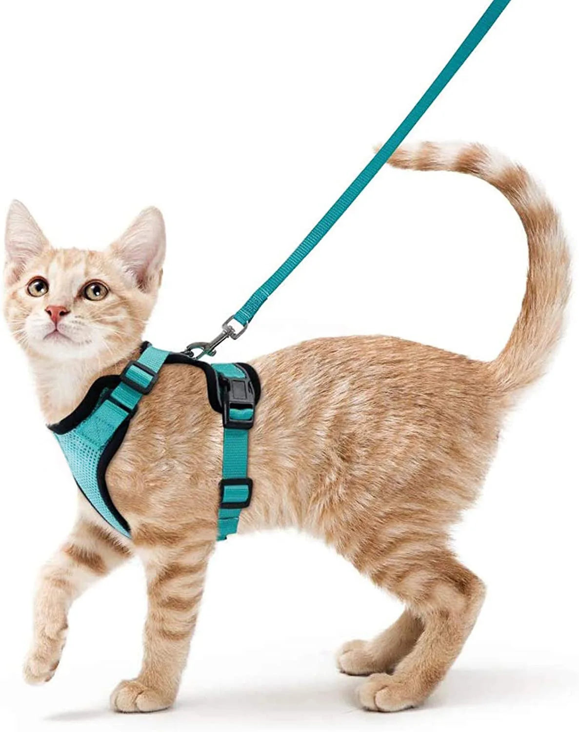Harnais pour chat qualitatif