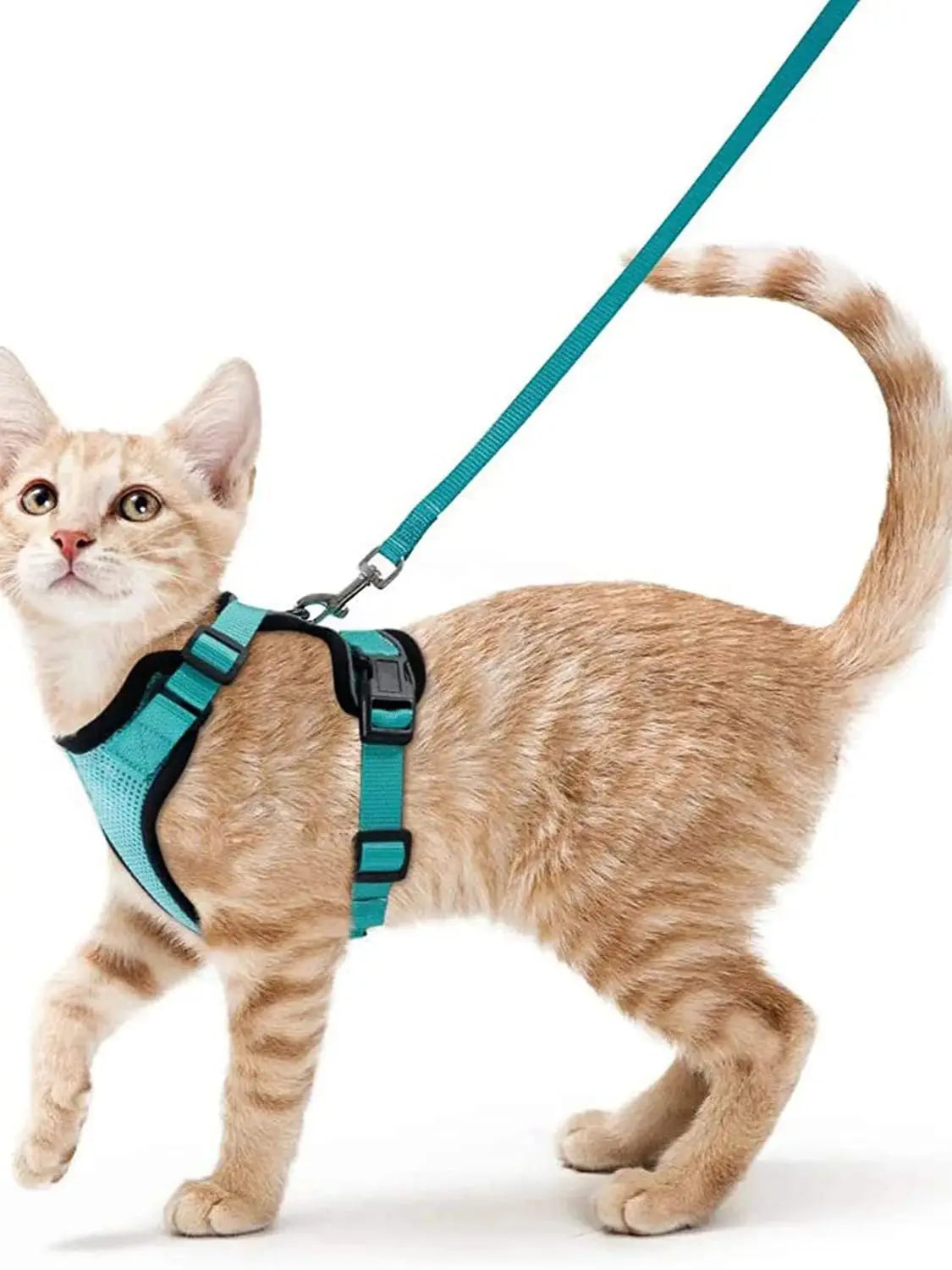 Harnais pour chat qualitatif