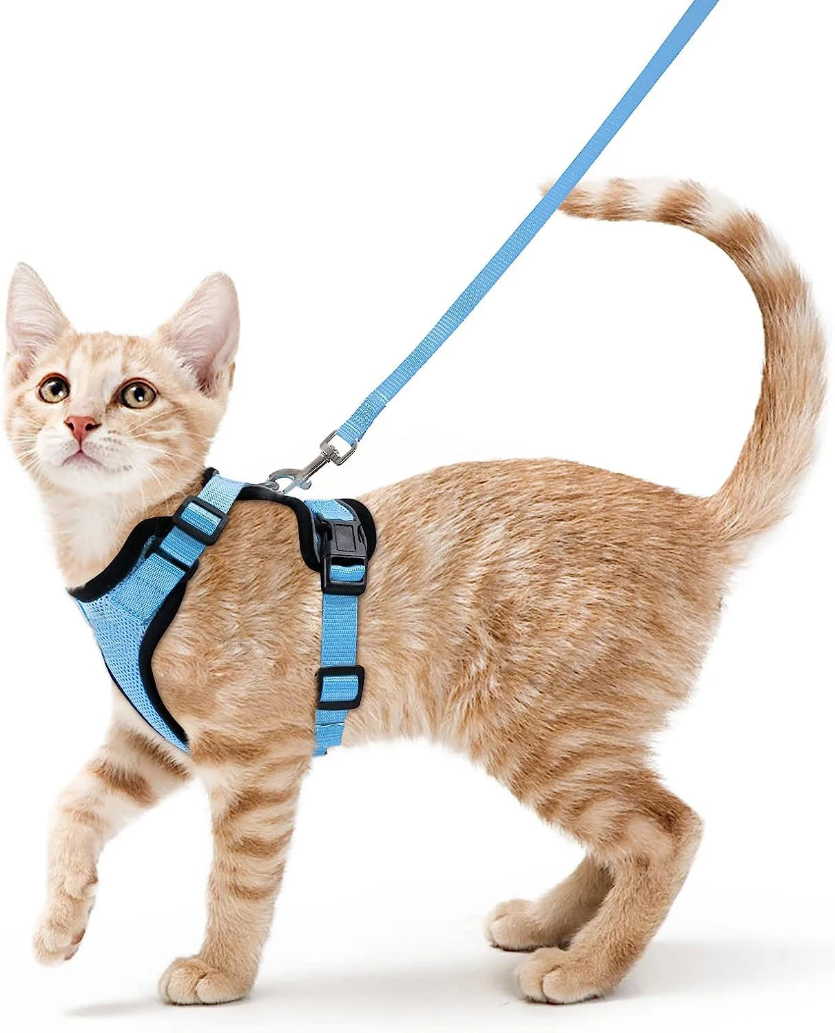 Harnais pour chat qualitatif