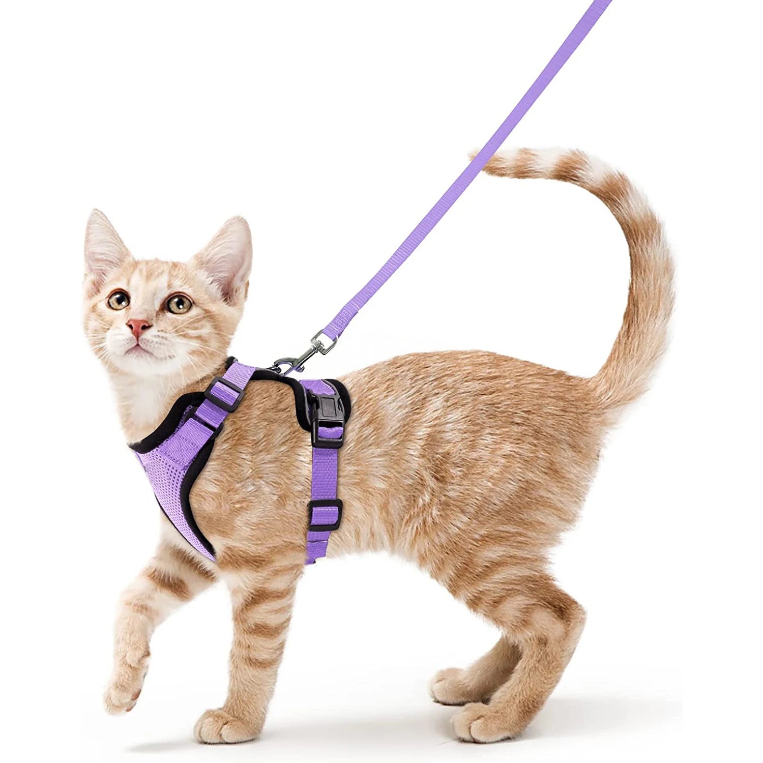 Harnais pour chat qualitatif