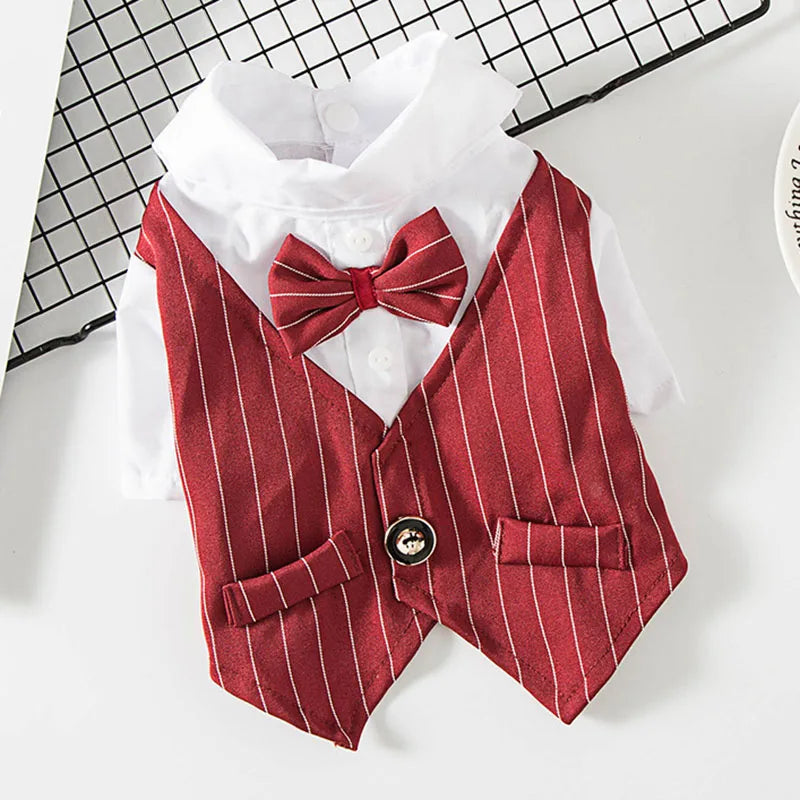 Costume gentleman pour chat