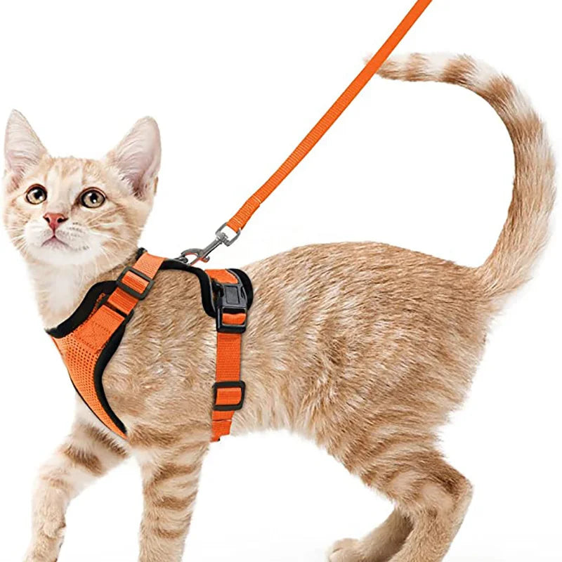 Harnais pour chat qualitatif