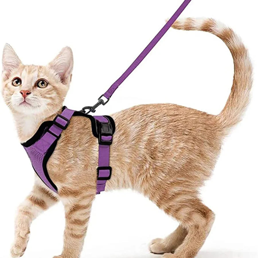 Harnais pour chat qualitatif
