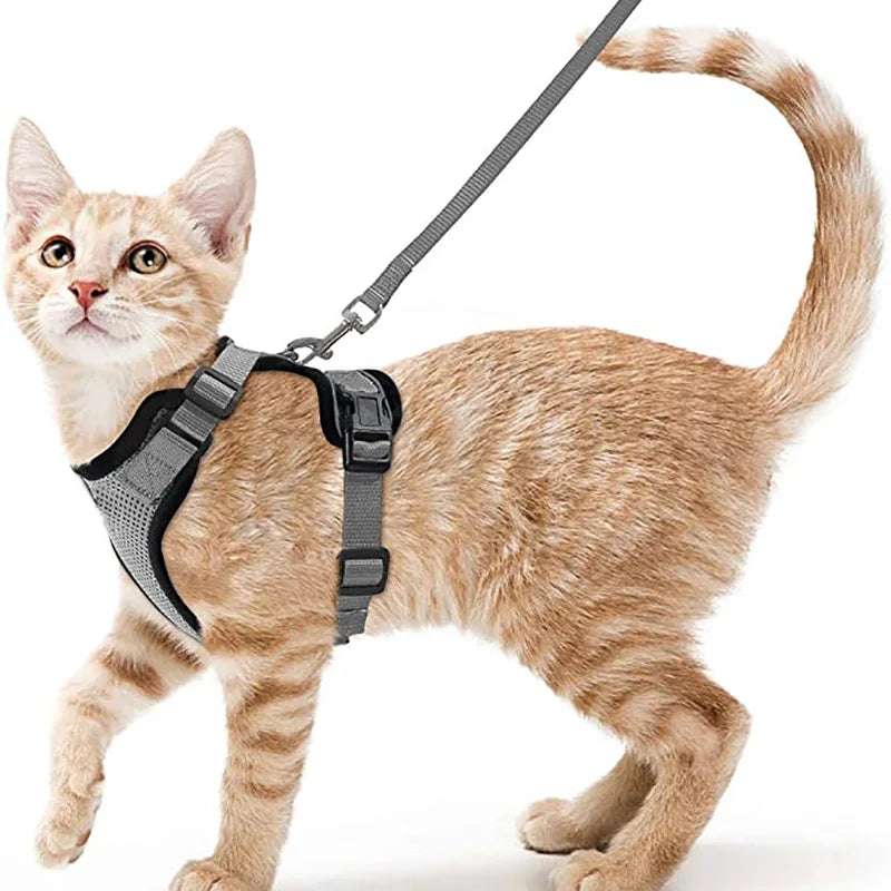 Harnais pour chat qualitatif