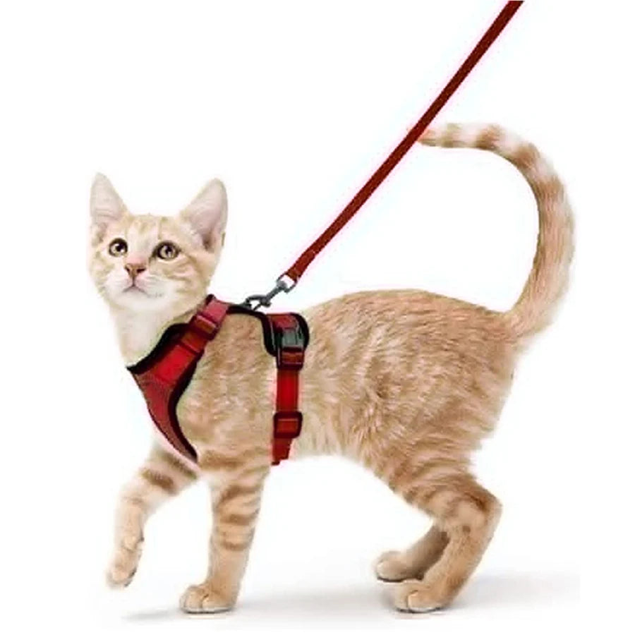 Harnais pour chat qualitatif