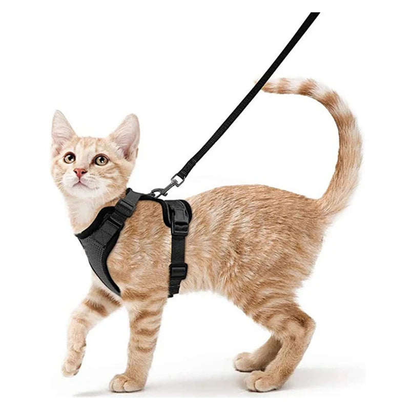Harnais pour chat qualitatif
