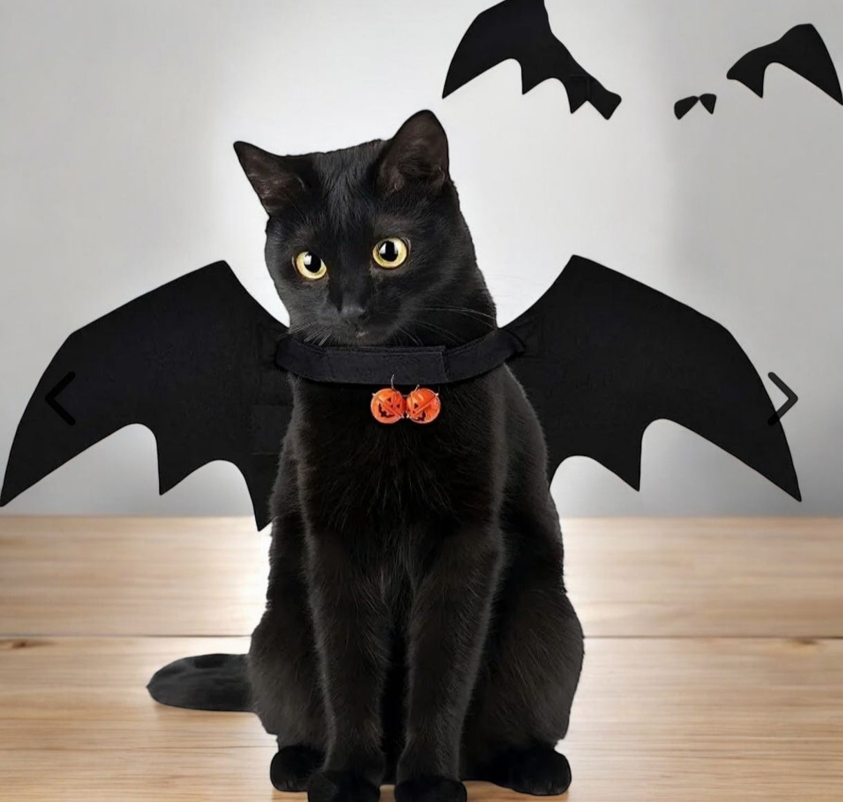 Costume chauve souris pour chat